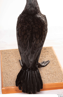 Double-crested cormorant Phalacrocorax auritus back wing 0002.jpg